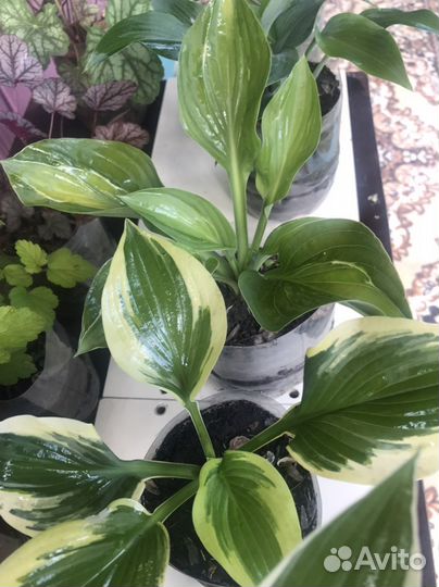 Многолетние садовые растения