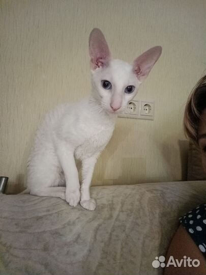 Корниш-рекс