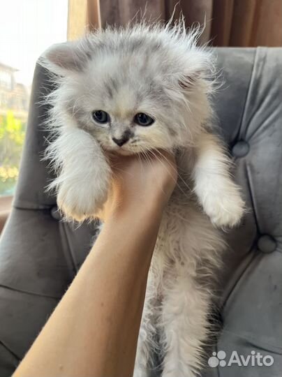 Хайленд фолд