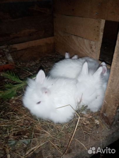 Декоративные кролики