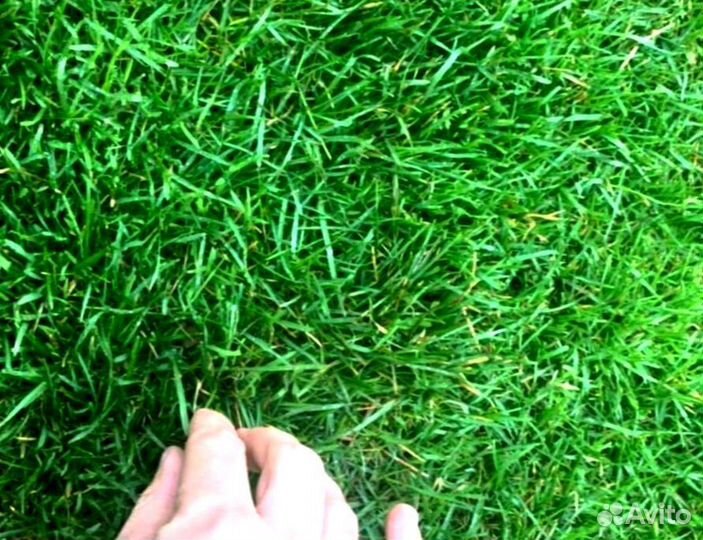 Рулонный газон 