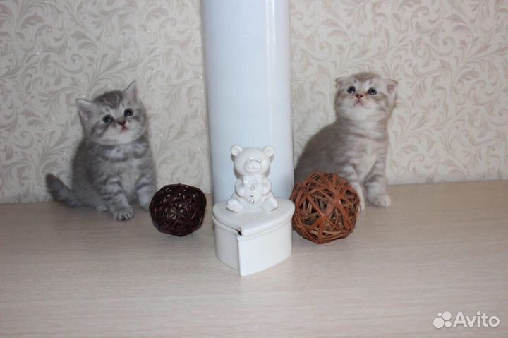 Шотландец вязка