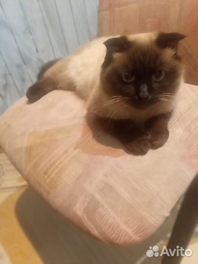2 Кошечки в добрые руки