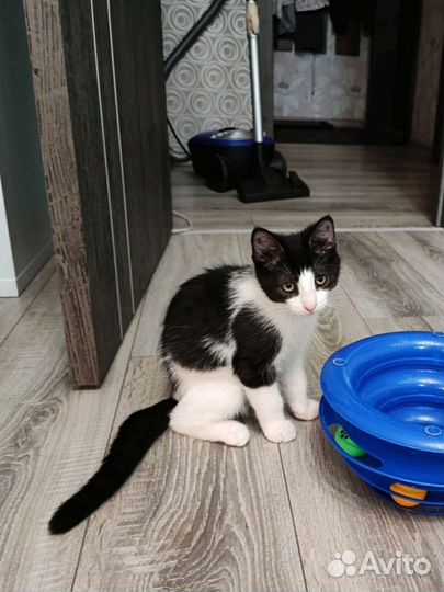 Котёнок Любава