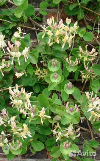 Жимолость каприфоль