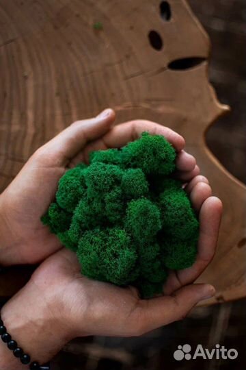 Стабилизированный мох ягель премиум