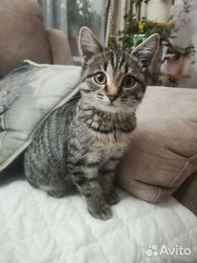 Кошка в дар бесплатно