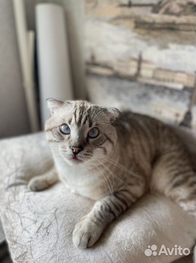 Шотландец вязка