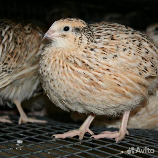 Яйца перепела из Племрепродутора №1