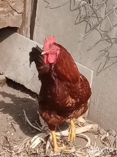 Молодой Петушок