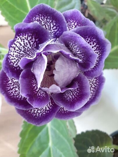 Клубни и листья глоксиний