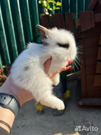 Декоративные карликовые кролики