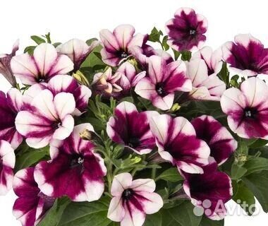 Вегетативные цветы