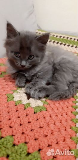 Кошки в добрые руки бесплатно