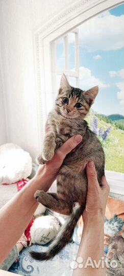 Котята, 2,5 месяца, девочки