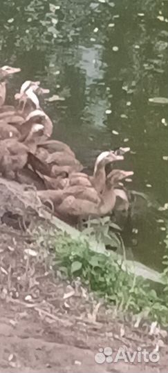 Утята индоутки возраст 3 месяца