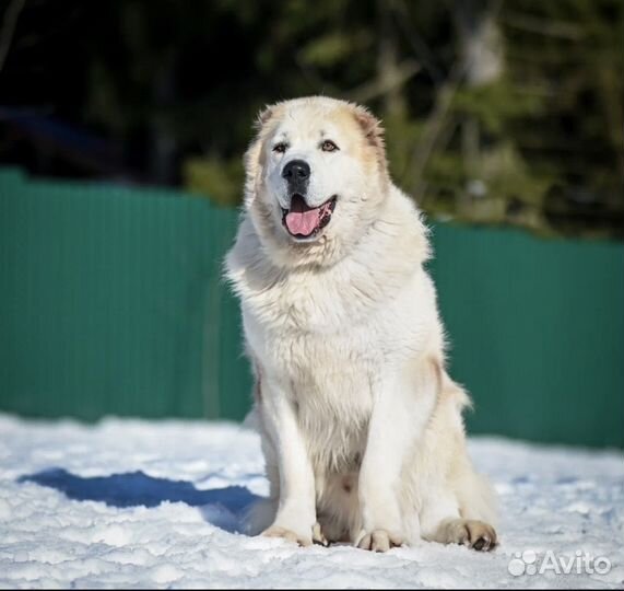 Алабай в добрые руки