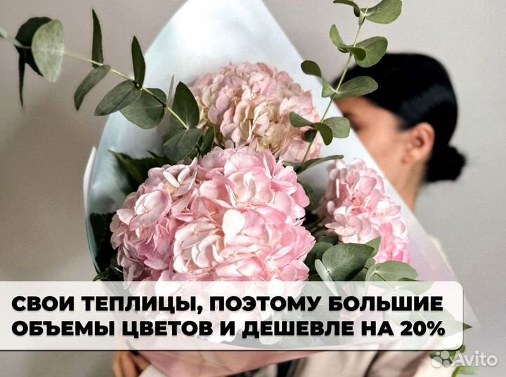 Гортенизии