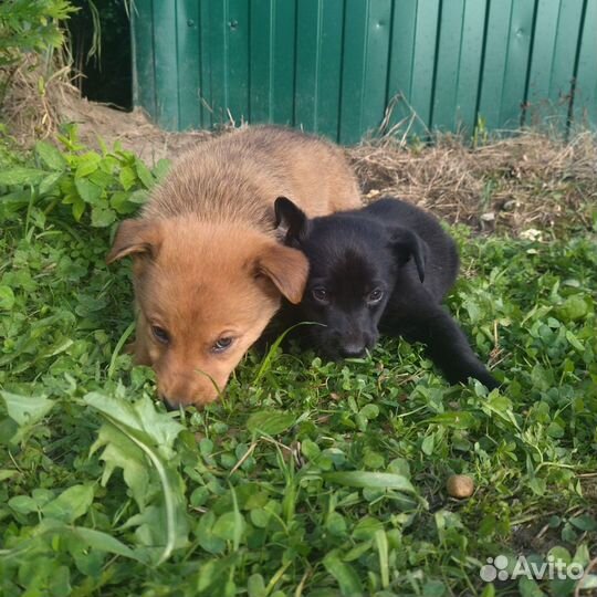 Щенок в добрые руки