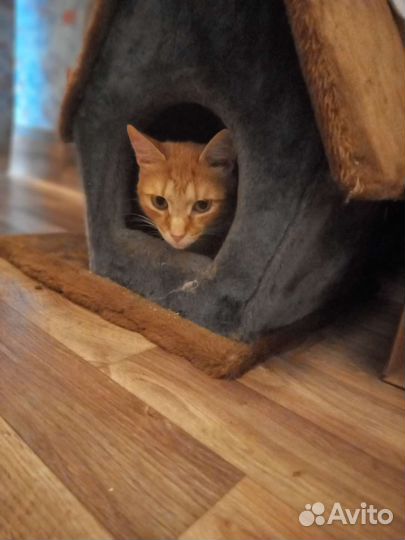 Молодой кот Цитрус