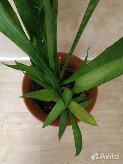 Комнатные цветы