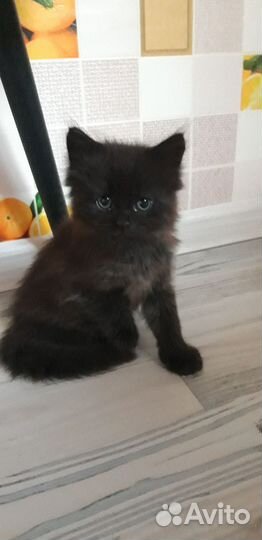 Кошечка мейн-кун