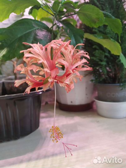 Гибискус шизопеталус