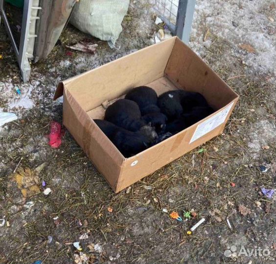 Кутята в добрые руки