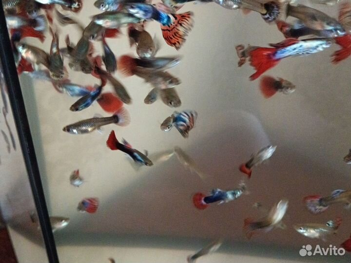 Аквариумный рыбки гуппи