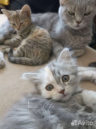 Британская кошка