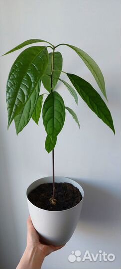 Авокадо растение
