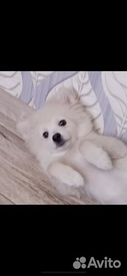 Продам шпица