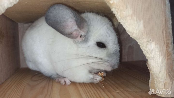 Шиншилла, клетка и корм