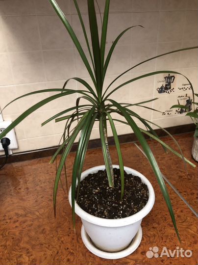 Пальма драцена