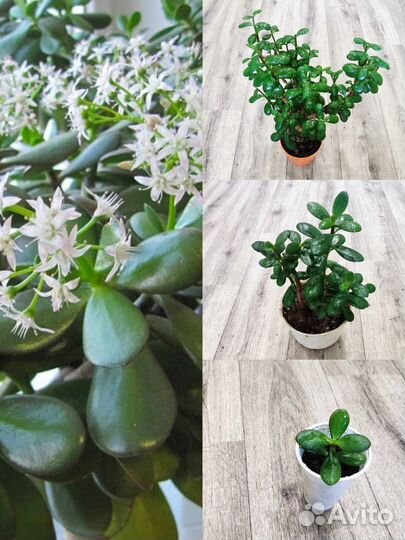 Колеус и Крассула (Денежное дерево) и другие