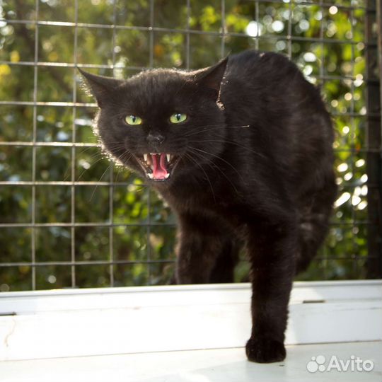 Кот в добрые руки