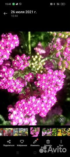 Тысячелистник