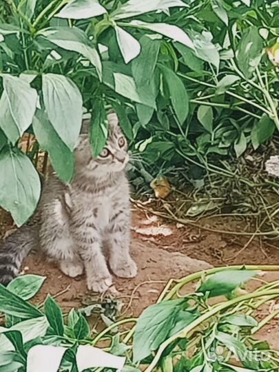 Котята в добрые руки бесплатно