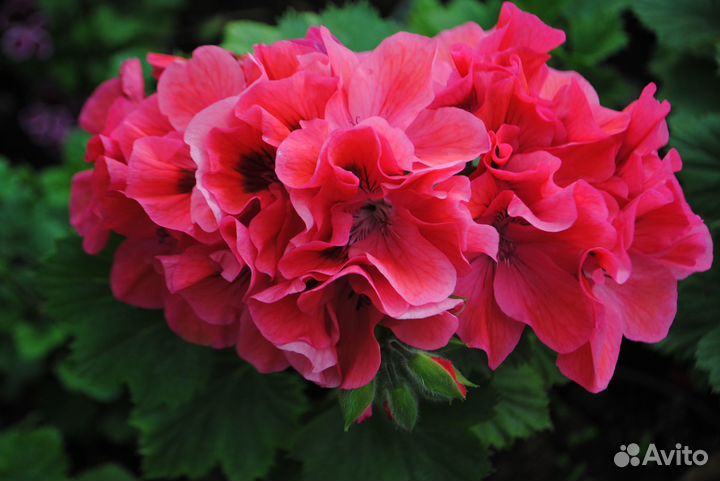 Фуксии, пеларгонии королевские, бегонии мелким опт