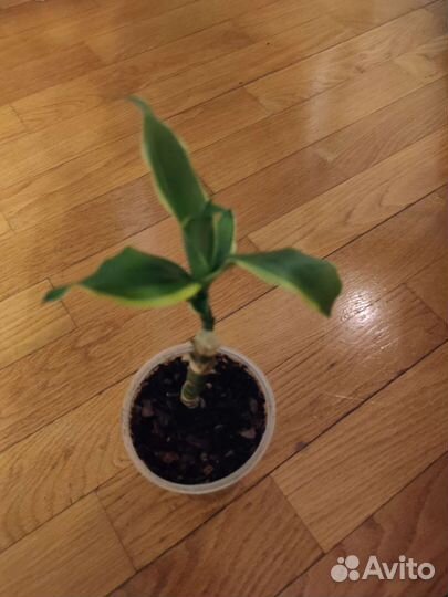 Драцена Fragrance Golden Coast