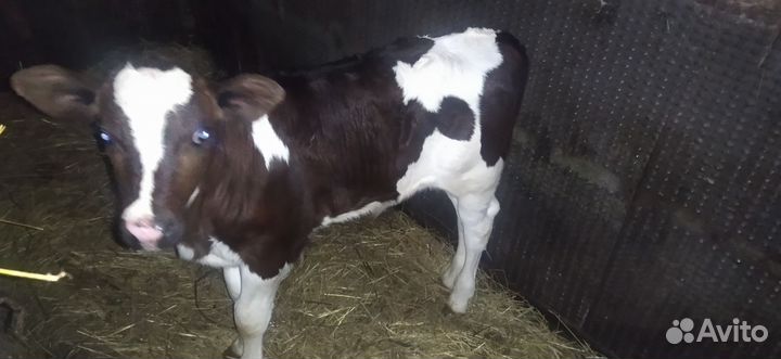 Телёнок бычок