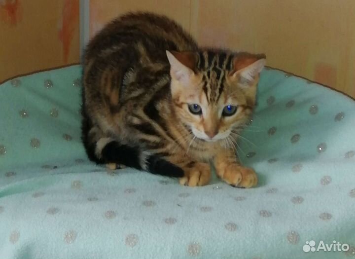 Бенгальская