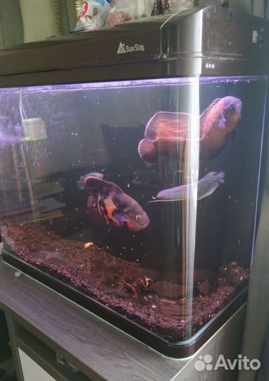 Аквариум с рыбками