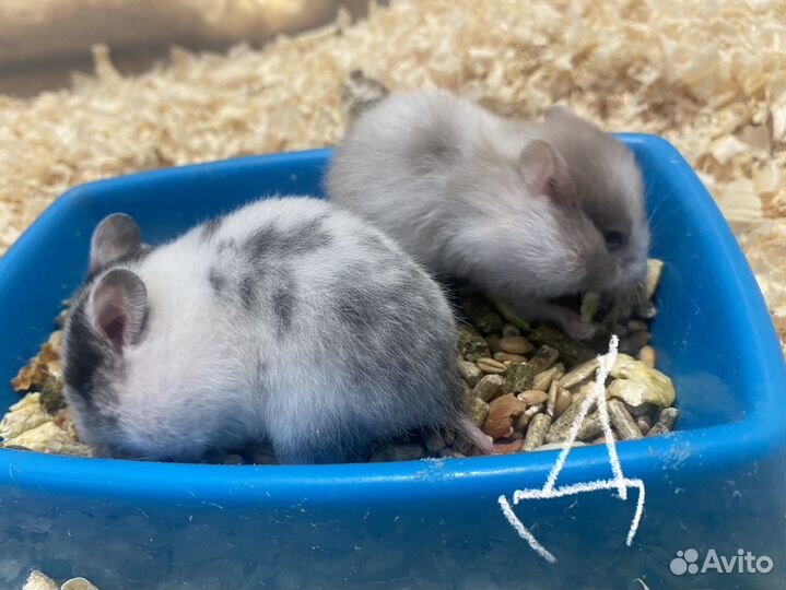 Сирийские хомячки