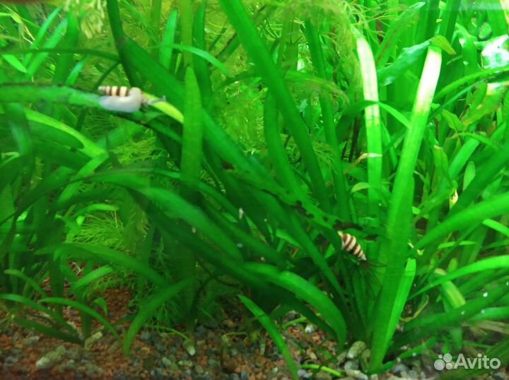Аквариумные растения