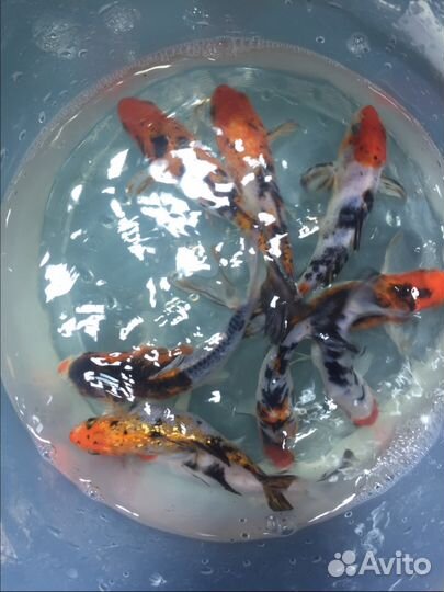 Прудовые карпы и кометы, прудовое оборудование