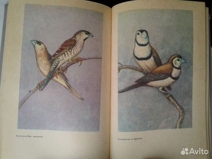 Справочное пособие для любителей птиц