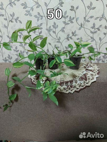 Комнатные растения