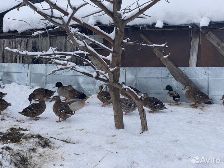 Подсадные утки