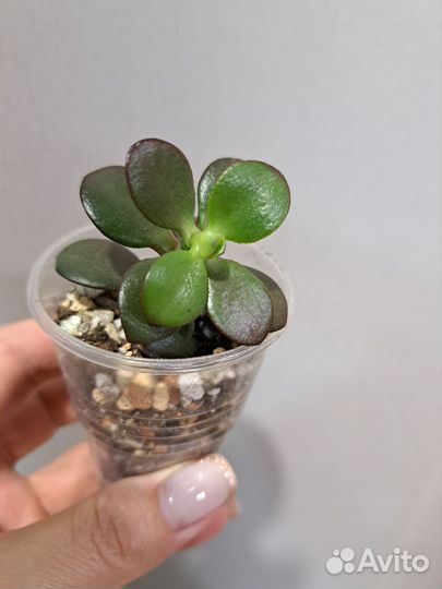 Суккуленты